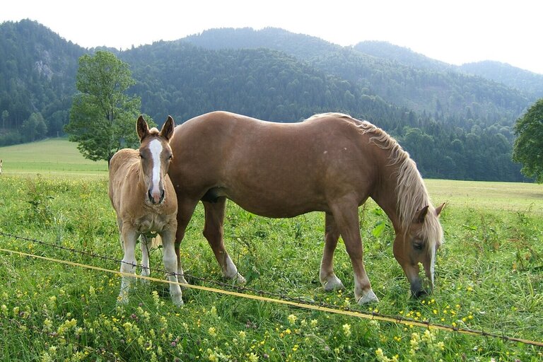 Wanderreiten